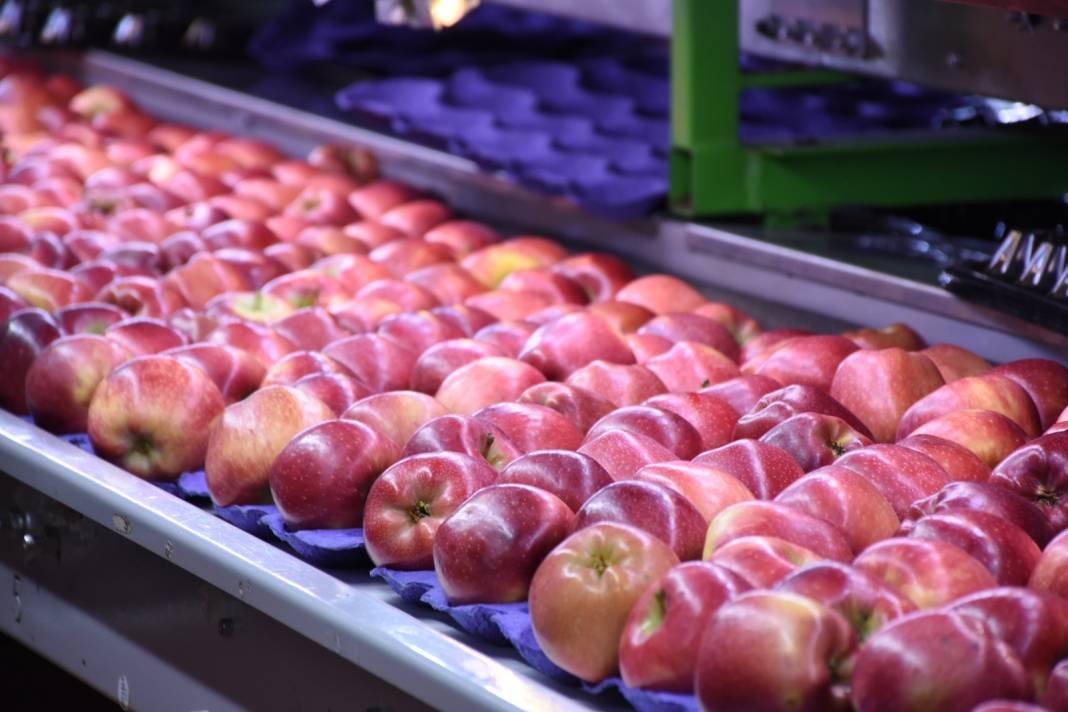 Modern tesis kurdu: Yetiştirdiği meyve 21 ülkede kapış kapış satıldı 4